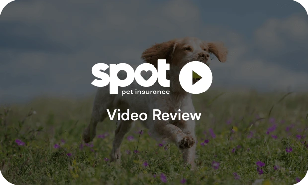Spot video review